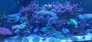 Meerwasser Beckenauflösung Bild 5