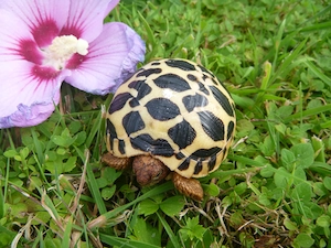 Nachzuchten 2026 Sternschildkröten, Geochelone Elegans Bild 3