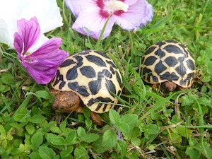 Nachzuchten 2026 Sternschildkröten, Geochelone Elegans Bild 6