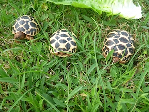 Nachzuchten 2026 Sternschildkröten, Geochelone Elegans Bild 9