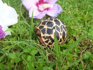 Nachzuchten 2026 Sternschildkröten, Geochelone Elegans Bild 4