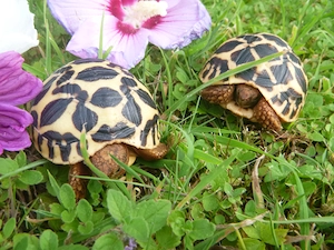 Nachzuchten 2026 Sternschildkröten, Geochelone Elegans Bild 7