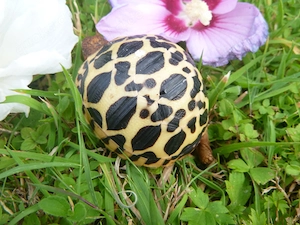 Nachzuchten 2026 Sternschildkröten, Geochelone Elegans Bild 2