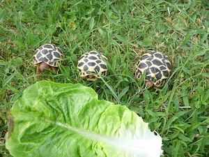 Nachzuchten 2026 Sternschildkröten, Geochelone Elegans Bild 8
