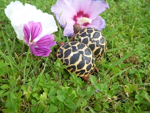 Nachzuchten 2026 Sternschildkröten, Geochelone Elegans Bild 5