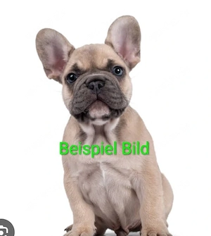 es werden französische bulldoggen welpen gesucht