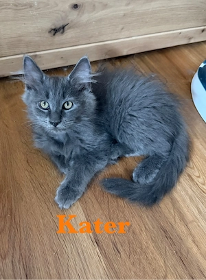 5 verschmuster zutraulicher Maine Coon Kitten