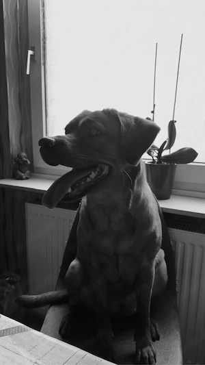 foxred labrador