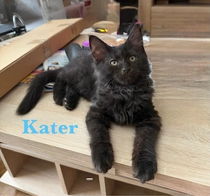 7 sehr zutrauliche Maine Coon Kitten