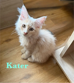 noch 3 Maine Coon Kitten
