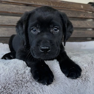 Wunderschöne Labrador-Retriever-Welpen   Gesund, Freundlich & Bereit für ein Liebevolles Zuhause
