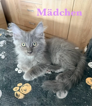 noch 3 verschmuster zutraulicher Maine Coon Kitten