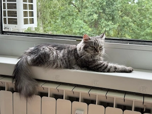 DRINGEND 2-jährige kastrierte Langhaar Katze abzugeben
