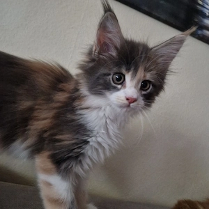 Wunderschöne reinrassiges Maine Coon Kitten XXL 
