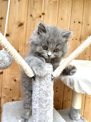 BLH Kitten Josie sucht Kuschelplatz 