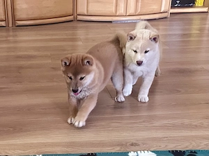 Süsse reinrassige Shiba Inus, 4 Jungs suchen ab sofort einen lieblingsplatz