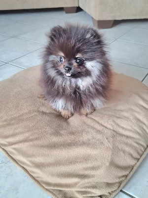 Eine kleine Pomeranian-Hündin in Schwarz-Braun sucht ein neues Zuhause. 