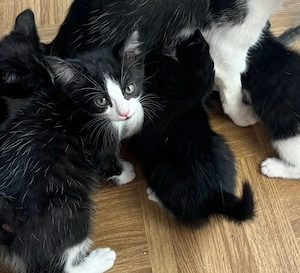 Süße Kitten Bild 2