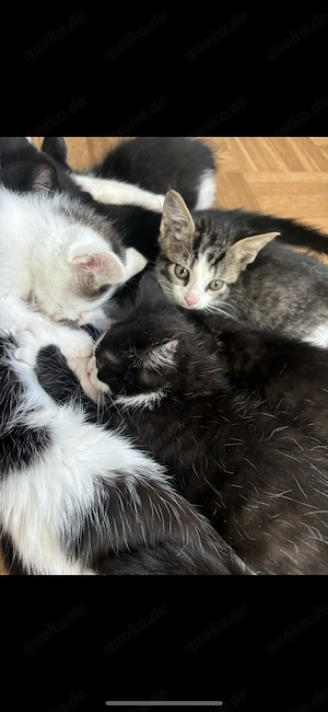 Süße Kitten