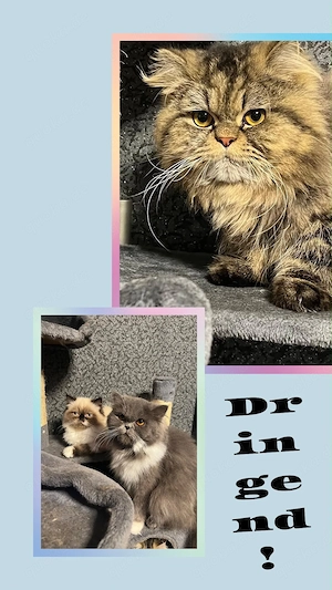 Dringend neues Zuhause gesucht ! 
