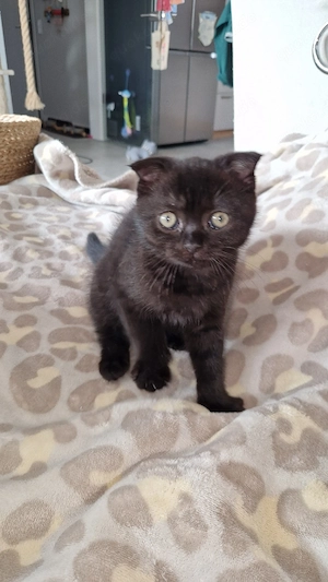 schönes dunkelbraunes kitten mädchen