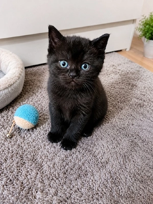 BKH katzen