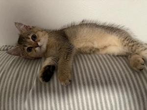 süsse Kitten zu verkaufen