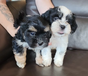 Shih Tzu - Malteser Welpen, 2 Rüden 
