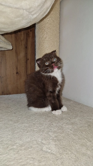 hübscher zimtfarbener kater