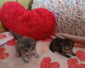 2 wünderschöne kitten buben 