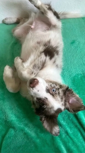 Mini Australian Shepherd Rüde in Red Merle sucht neues Zuhause