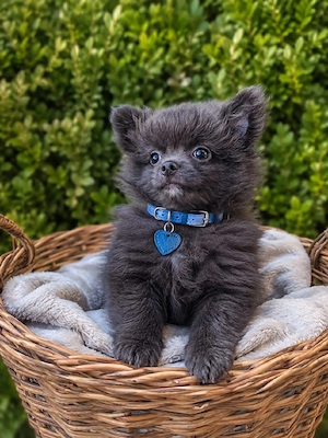 Chihuahua 