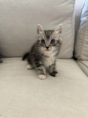 langhaar mix katzen