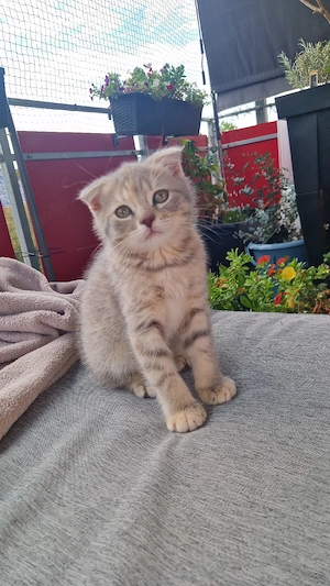 wunderschönes grau rotes kitten mädchen 