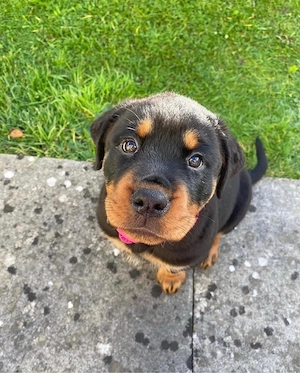 Reinrassige Rottweiler Welpen!!