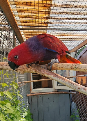 Halmahera  ceram edelpapagei henne 