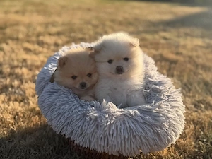 Flauschige Pomeranian Welpen zu vermitteln