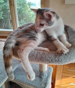 Waldkatzenmix Glückskätzchen Kitten abgabebereit