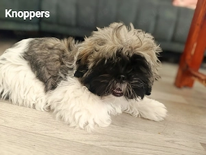 Shih-Tzu- sucht ein neues Zuhause