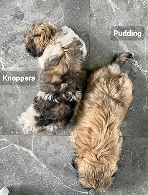 Zwei Shih-Tzu-Jungs suchen ein neues Zuhause