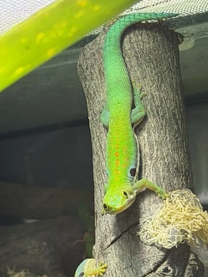 Abgabe Phelsuma dorsivittata paradoxa - Kleiner Pfauenaugentaggecko