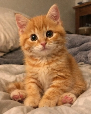 Unbezahlbare Maine-Coon-Kätzchen