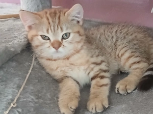 Bkh Niedliche Britisch kurzhaar kitten  