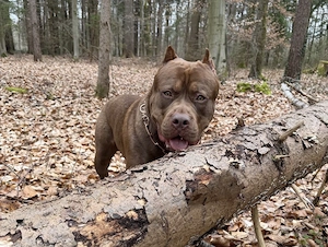 American Bully männlich 