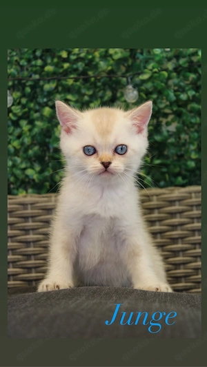 Britschkurzhaar-Bengal-Lynx Mix Kitten