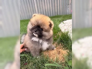 Traumhafte Pomeranian Welpen