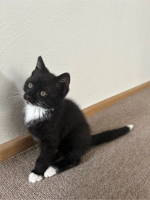Zwei süße Kitten suchen ein liebevolles Zuhause 
