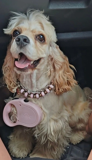 Amerikanische Cocker Spaniel Hündin
