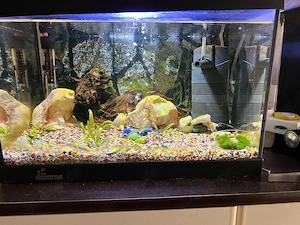 Garnelen-Aquarium Komplettset mit ca. 15 Red Cherry Garnelen   sofort startklar