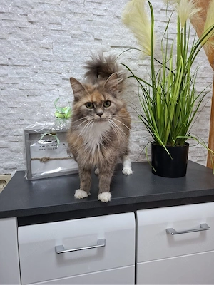Maine Coon Katzen abzugeben 